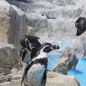 Marineland - Pingouins - 007